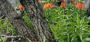 Bu çiçekleri koparmanın cezası 700 bin lirayı buluyor