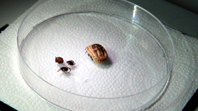 Orta Doğu'daki kene türlerinin özellikleri kayıt altına alındı