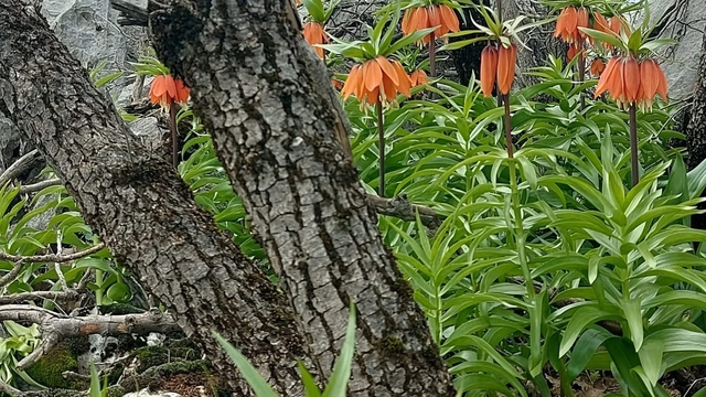 Bu çiçekleri koparmanın cezası 700 bin lirayı buluyor