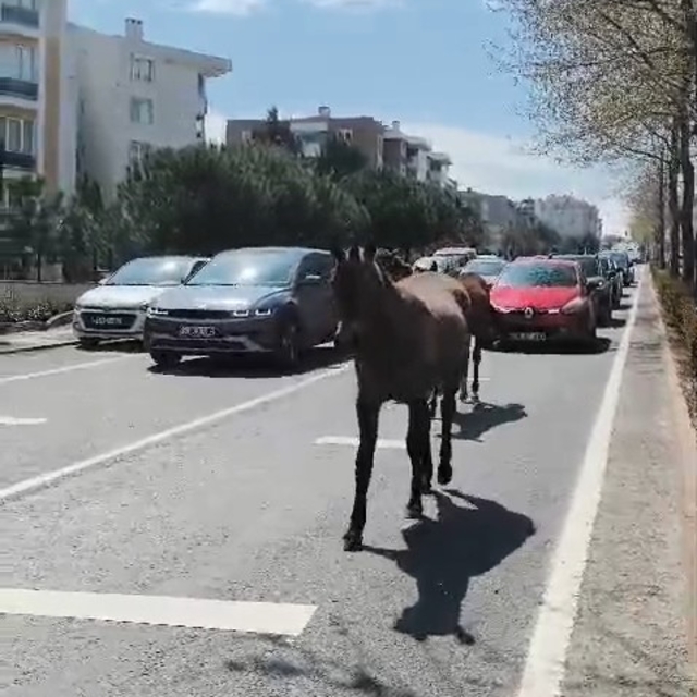 Başıboş atlar şehirde yolları mesken tuttu
Trafiği arkasına alan atlar şehi...