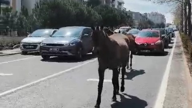 Başıboş atlar şehirde yolları mesken tuttu
Trafiği arkasına alan atlar şehirde tur attı