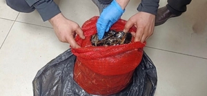 Bursa ve Balıkesir’de eş zamanlı operasyon: Tonlarca midye ele geçirildi