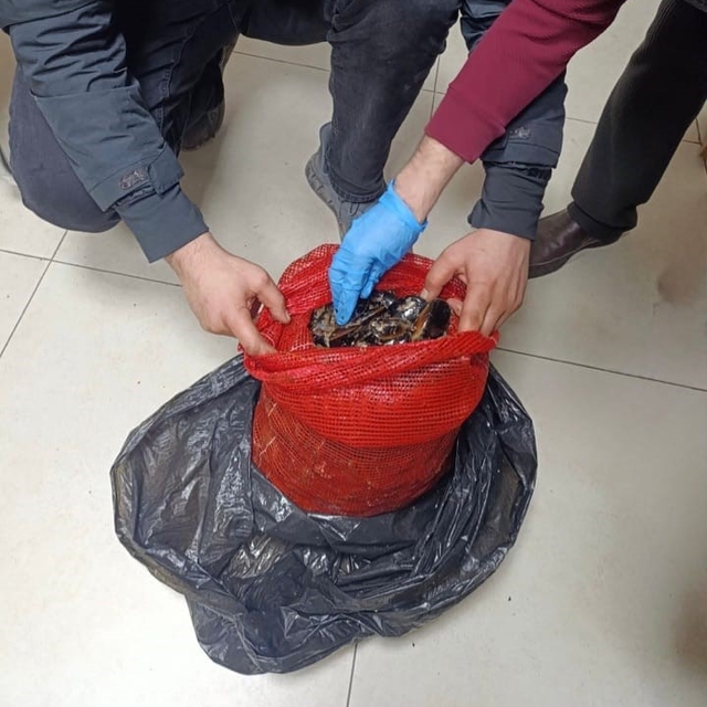 Bursa ve Balıkesir'de eş zamanlı operasyon: Tonlarca midye ele geçirildi