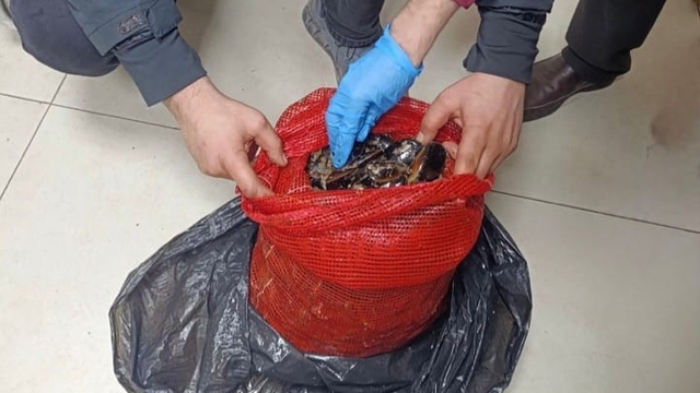 Bursa ve Balıkesir'de eş zamanlı operasyon: Tonlarca midye ele geçirildi