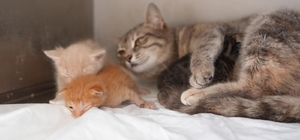 Ölümden dönen yavru kedilere süt anne kucak açtı Düzce'den yürek ısıtan görüntüler