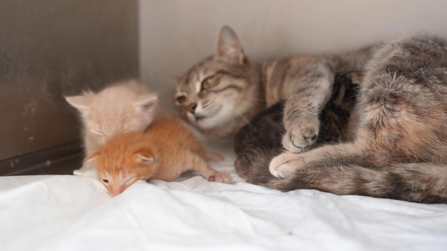 Ölümden dönen yavru kedilere süt anne kucak açtı
Düzce'den yürek ısıtan görüntüler