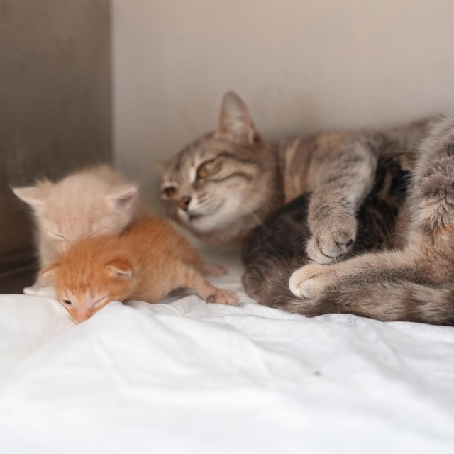 Ölümden dönen yavru kedilere süt anne kucak açtı
Düzce'den yürek ısıtan gör...