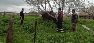 Mardin'de kuyuya düşen ineği itfaiye kurtardı