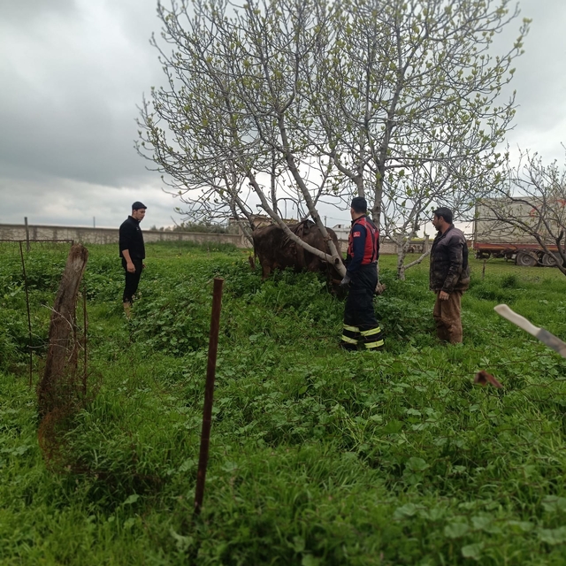 Mardin'de kuyuya düşen ineği itfaiye kurtardı