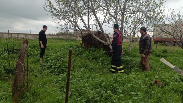 Mardin'de kuyuya düşen ineği itfaiye kurtardı