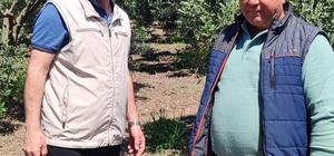 Didim’de zeytin üreticilerine zararlı uyarısı