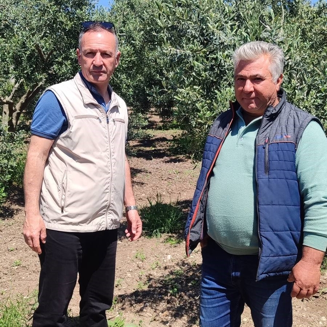 Didim'de zeytin üreticilerine zararlı uyarısı