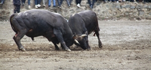 Artvin'de boğa güreşleri sezonu Sarıgöl'de açıldı