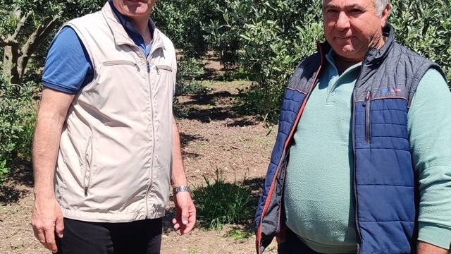 Didim'de zeytin üreticilerine zararlı uyarısı