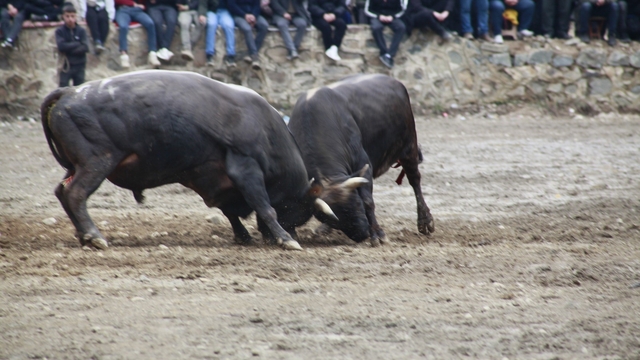 Artvin'de boğa güreşleri sezonu Sarıgöl'de açıldı