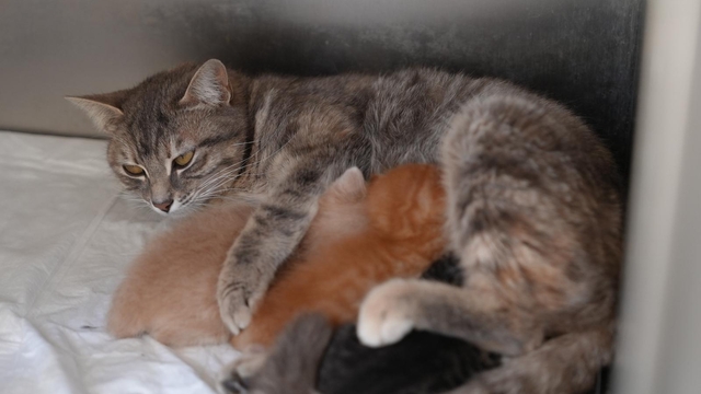 Düzce'de kalp masajıyla hayata döndürülen kedi yavrularına "süt anne" bulundu