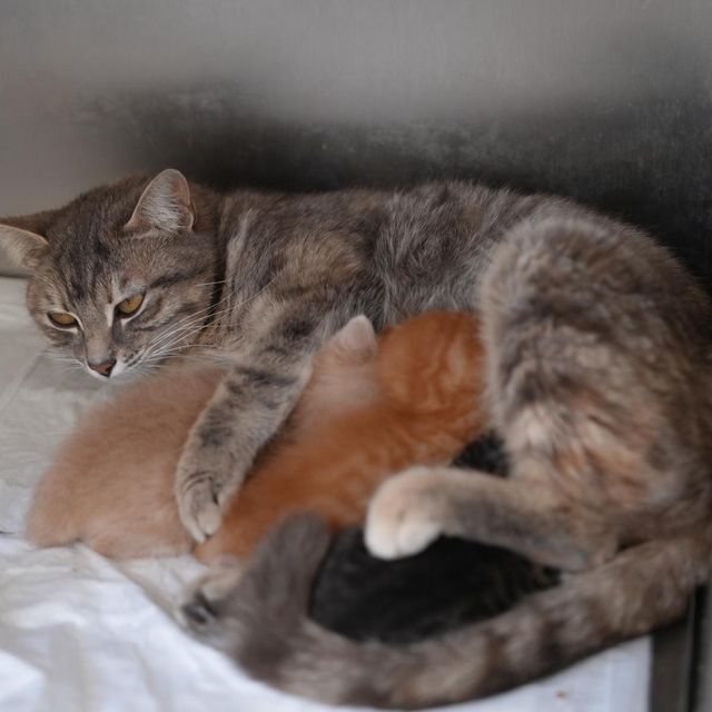 Düzce'de kalp masajıyla hayata döndürülen kedi yavrularına "süt anne" bulun...