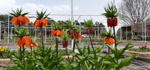 Ters laleyi koparmanın cezası 700 bin lira: Yılda sadece 20 gün yaşıyor