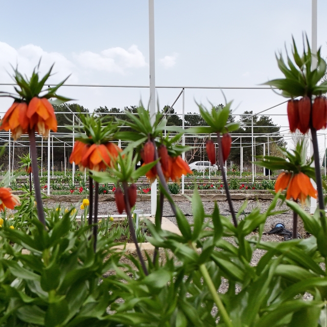 Ters laleyi koparmanın cezası 700 bin lira: Yılda sadece 20 gün yaşıyor