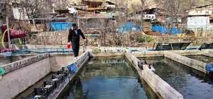 300 bin balık telef oldu; Genç girişimci ayakta kalma mücadelesi veriyor