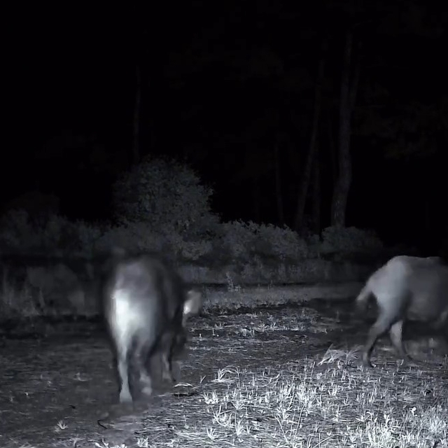 Domuz sürüsü fotokapana yakalandı