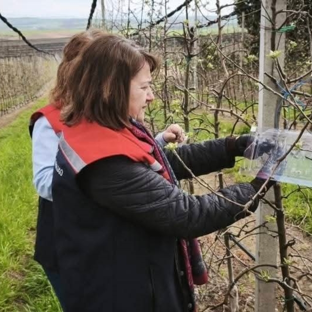 Çorlu'da kahverengi kokarcaya karşı tuzaklı mücadele başlatıldı