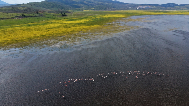 Marmara Gölü yıllar sonra yeniden göçmen kuşları ağırlıyor