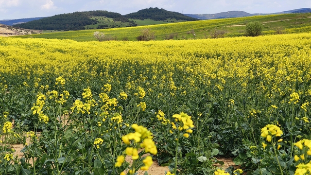Trakya'nın 'sarı altın çiçeği' kanola ile tarlalar renklendi