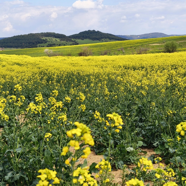 Trakya'nın 'sarı altın çiçeği' kanola ile tarlalar renklendi