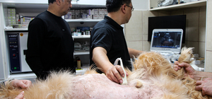 Yapay zeka destekli ultrason cihazıyla hayvan hastalıklarında erken teşhis