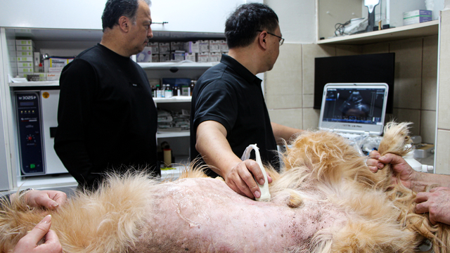 Yapay zeka destekli ultrason cihazıyla hayvan hastalıklarında erken teşhis