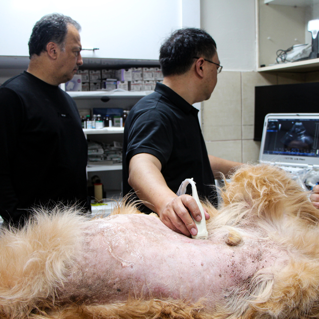 Yapay zeka destekli ultrason cihazıyla hayvan hastalıklarında erken teşhis