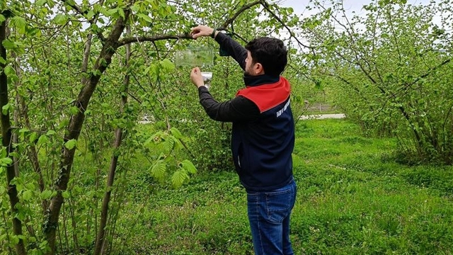 Fındık bahçelerinde takip başladı