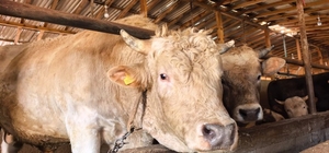 1,1 tonluk kurbanlık boğa ‘Paşa’, 500 bin TL'den satışa çıkarıldı