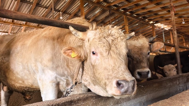 1,1 tonluk kurbanlık boğa 'Paşa', 500 bin TL'den satışa çıkarıldı