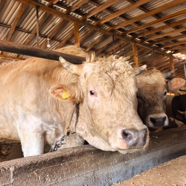 1,1 tonluk kurbanlık boğa 'Paşa', 500 bin TL'den satışa çıkarıldı