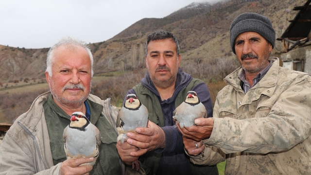 Atadan toruna kalan miras:  "Baskın keklik" yöntemiyle dev envanter
Oltu'da yaklaşık 350 kınalı keklik işaretlenerek doğaya salındı