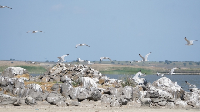 Türkiye'nin en büyük adası Gökçeada'da en büyük ada martısı kolonisi
Prof. Dr. Aslan: "Türkiye'nin en büyük adasında üreyebilen, sağlıklı, ada martısının en büyük popülasyonu yaşıyor"