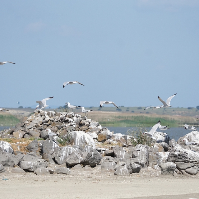 Türkiye'nin en büyük adası Gökçeada'da en büyük ada martısı kolonisi
Prof....