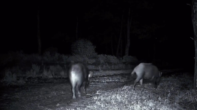 Domuz sürüsü fotokapana yakalandı