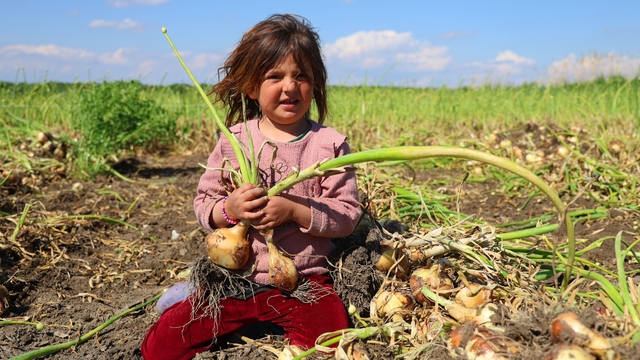 Turfanda soğanda hasat başladı, fiyatı arz-talep belirleyecek
Çiftçi, soğan fiyatlarını en az 15 lira bekliyor