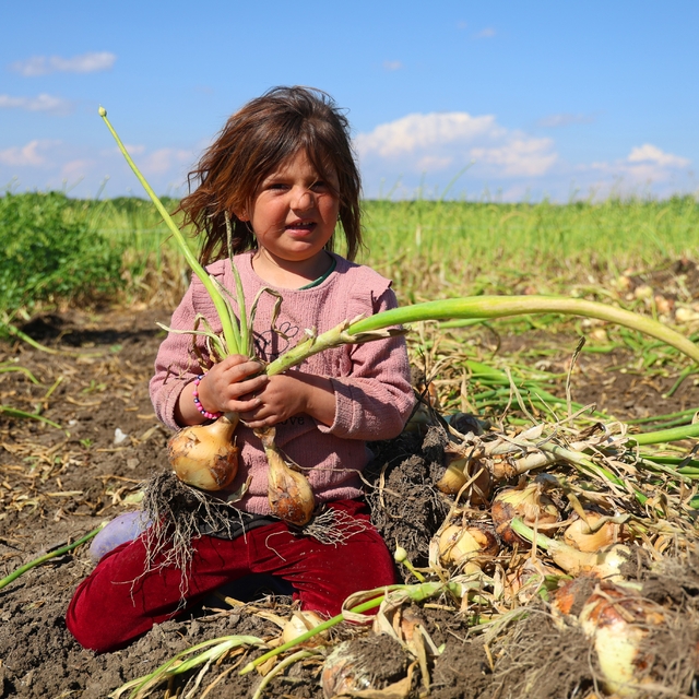 Turfanda soğanda hasat başladı, fiyatı arz-talep belirleyecek
Çiftçi, soğan...