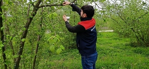 Fındık bahçelerinde takip başladı