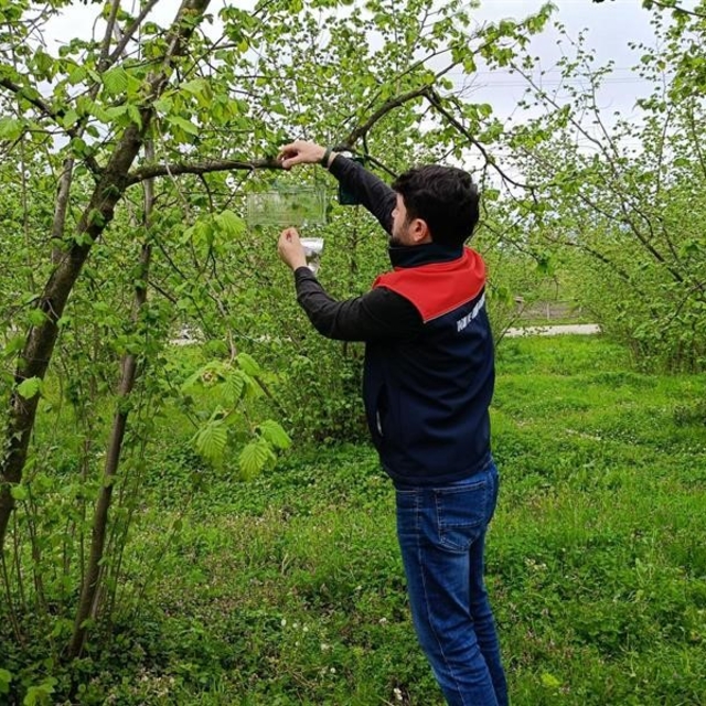 Fındık bahçelerinde takip başladı