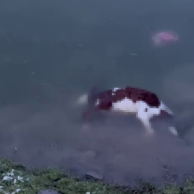 Baraj taştı, sular köye ulaştı, suya düşen buzağı kurtarılamadı