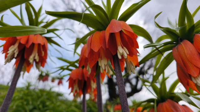 Koparmanın 700 bin lira cezasının olduğu 'ters lale' için Sason'a ziyaretçi akını