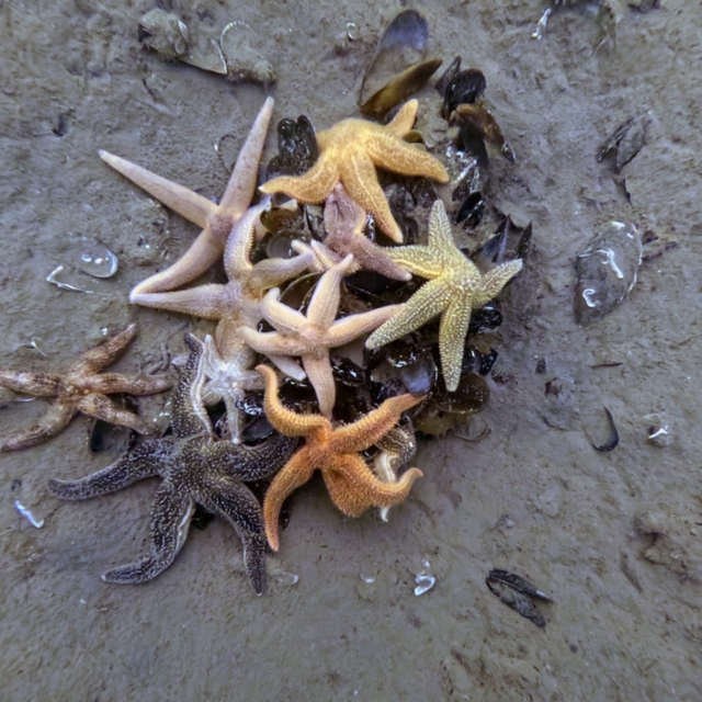 İzmit Körfezi'nden 1,8 milyon metreküp çamur çıkarıldı, deniz canlıları ger...