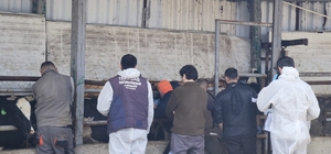 Tekirdağ'da ithal damızlık hayvanlar için sıkı sağlık denetimi