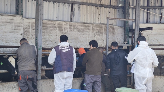 Tekirdağ'da ithal damızlık hayvanlar için sıkı sağlık denetimi