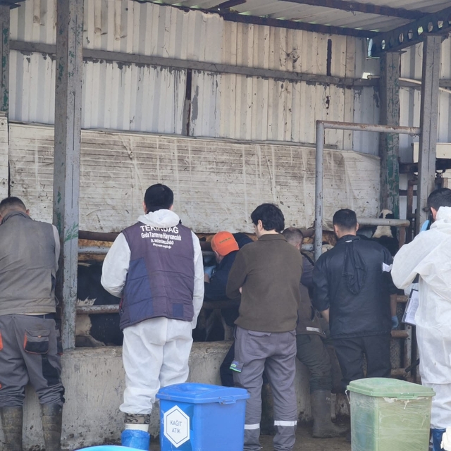 Tekirdağ'da ithal damızlık hayvanlar için sıkı sağlık denetimi